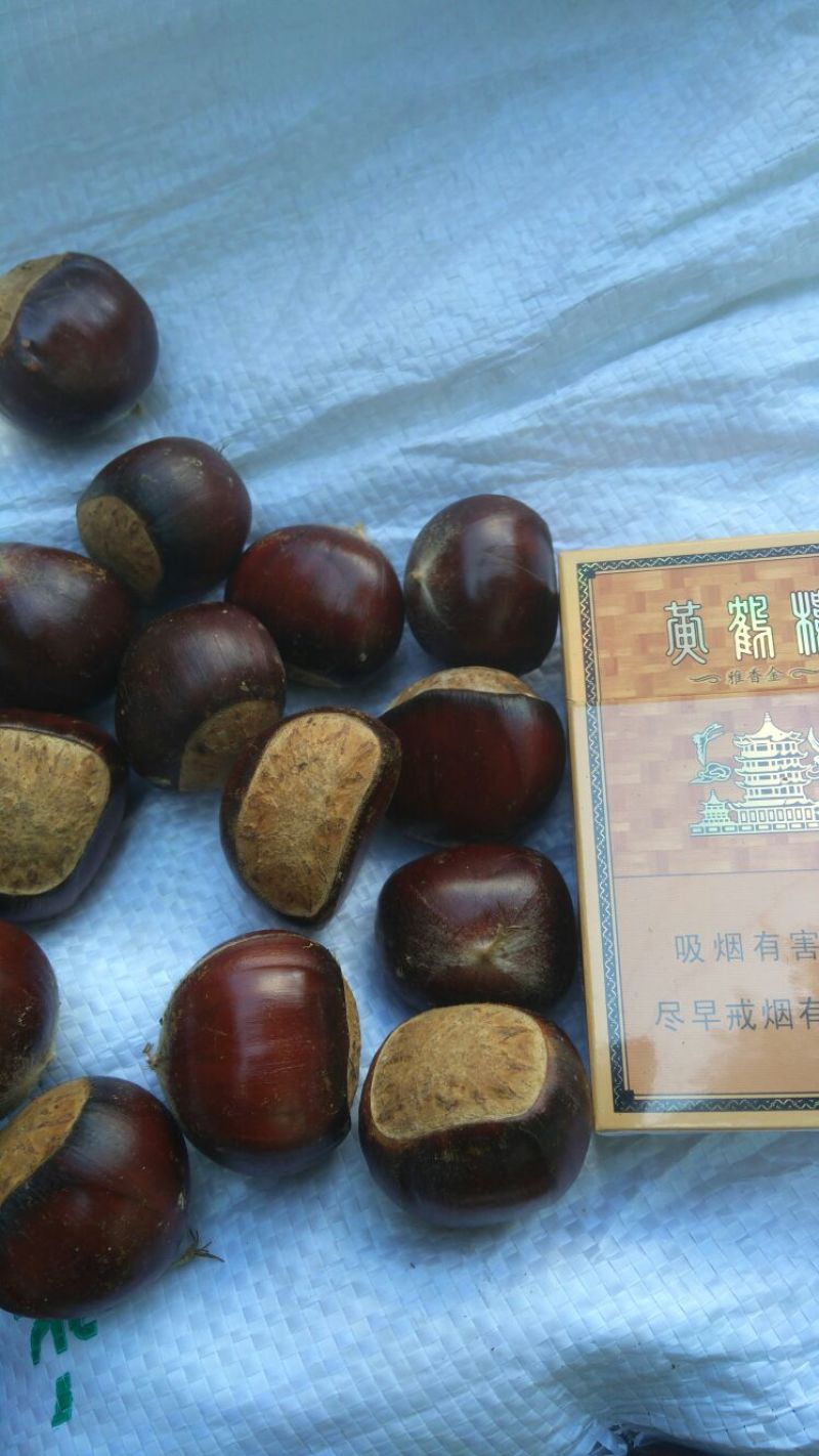 板栗炒栗种大粒