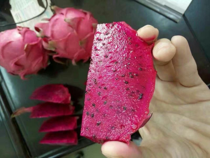 黑皮炮弹冬瓜10斤以上吊冬瓜