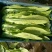 油麦菜25~30厘米以上