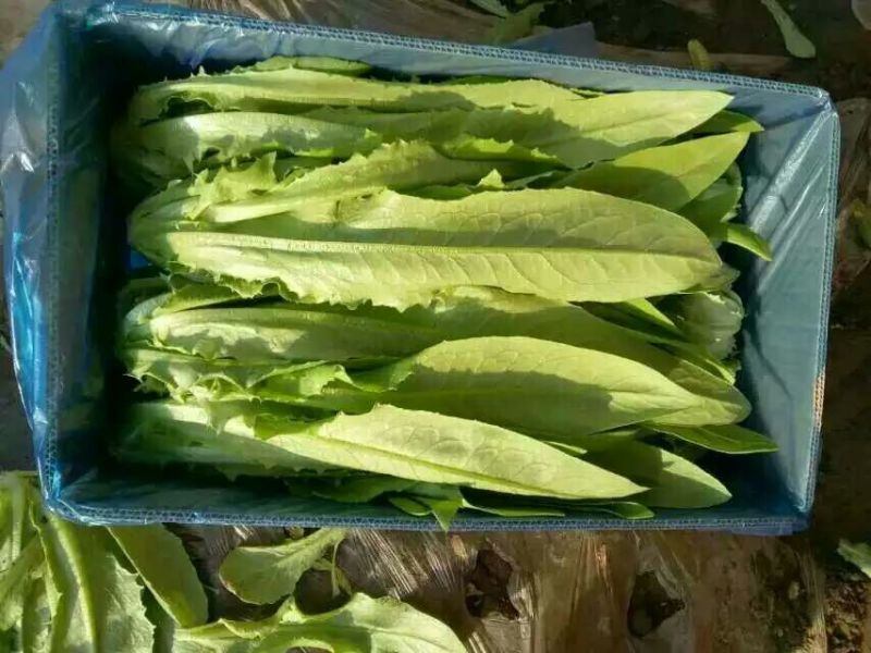 油麦菜25~30厘米以上