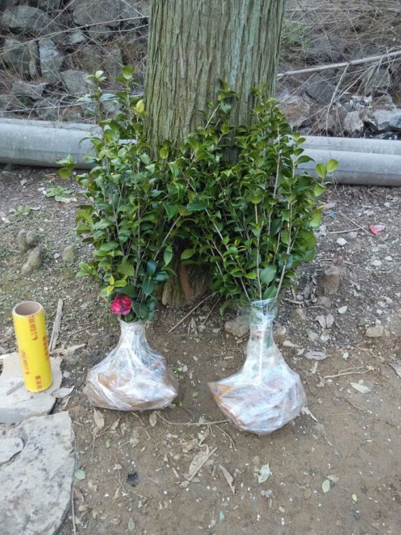 茶花茶花苗茶花树苗山茶花山茶自产自销批发价