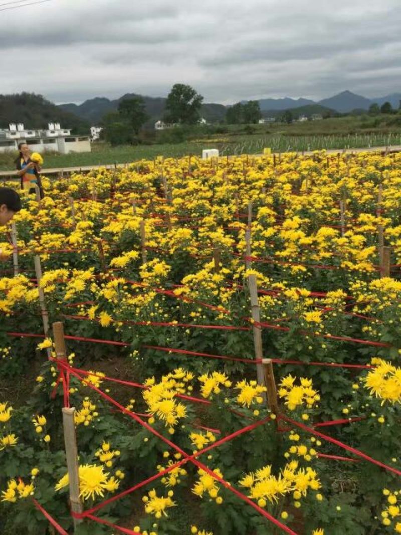 药用菊花袋装