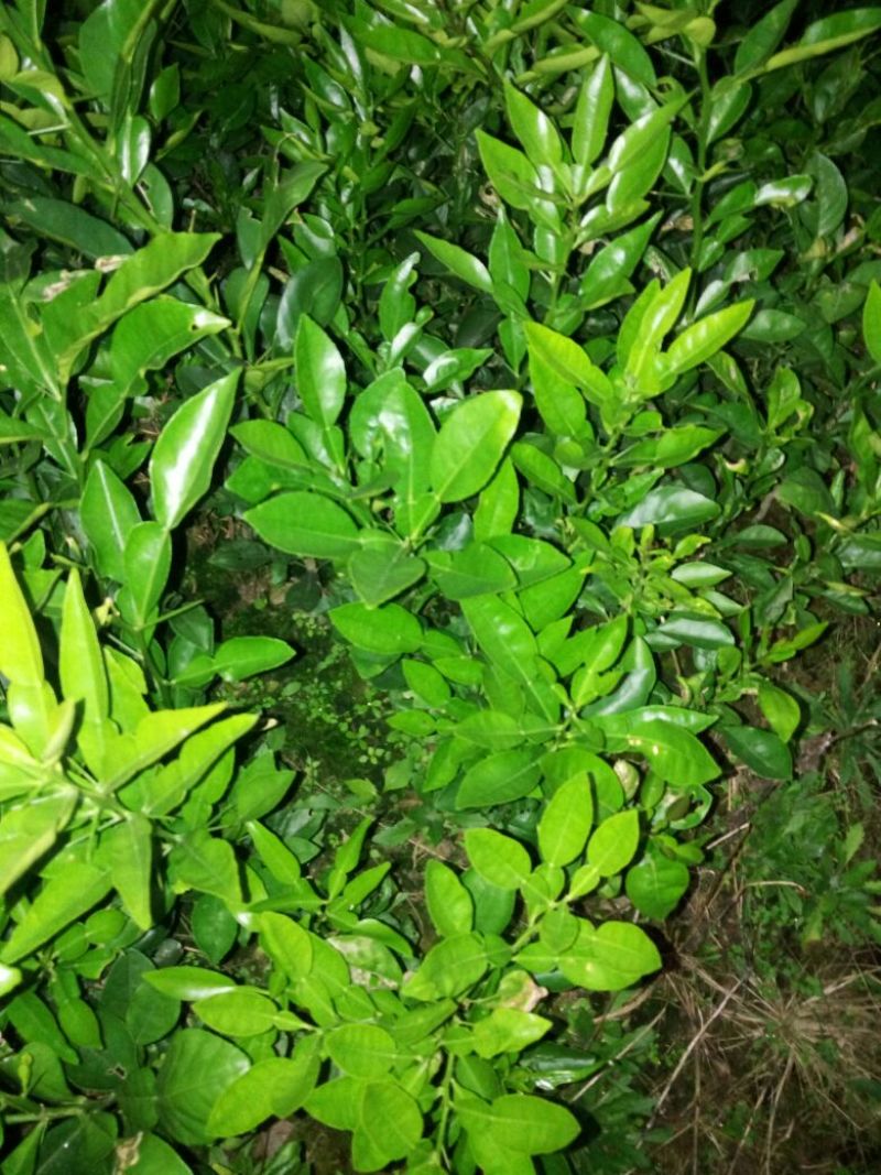 毛桃树苗30cm以下