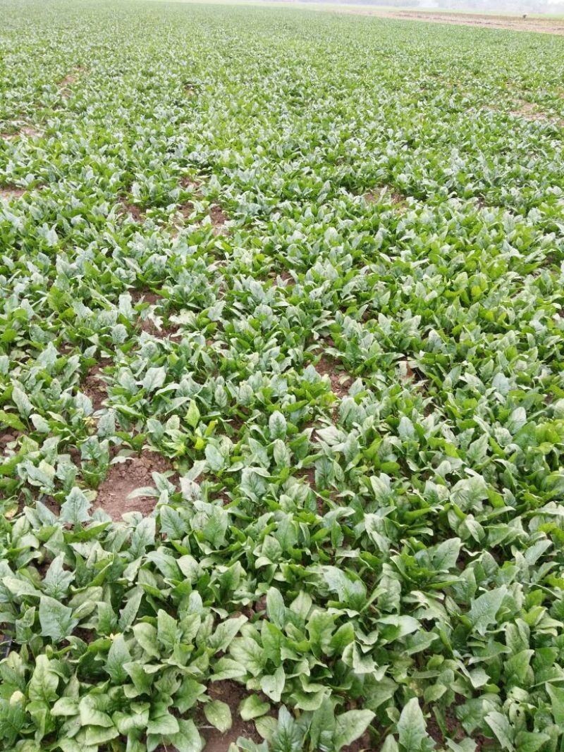 越冬菠菜15~20厘米