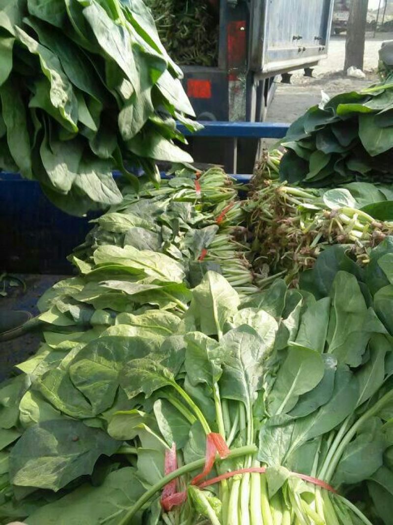 大叶菠菜15~20厘米