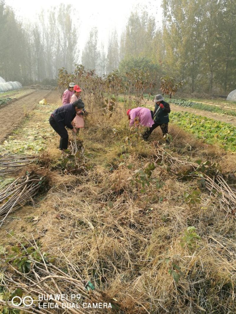 矮化樱桃苗大樱桃苗包成活包品种保真基地直发