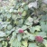 臭牡丹四川德阳种植多年生臭牡丹