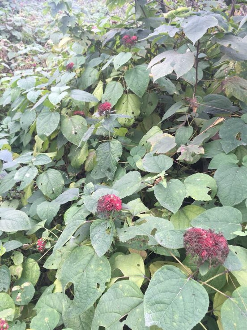 臭牡丹四川德阳种植多年生臭牡丹