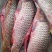 江鲤鱼食用1~2公斤