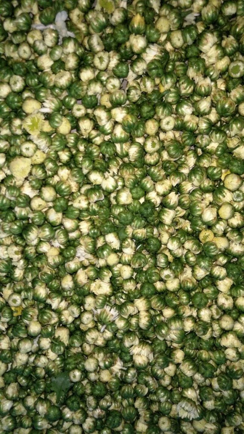 皇菊茶一级