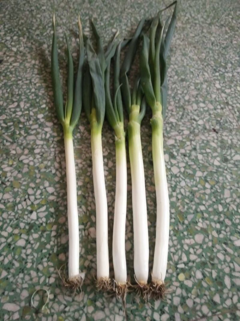 铁杆大葱30~40cm毛葱2cm左右