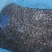 蓝莓冻果6~8mm以上