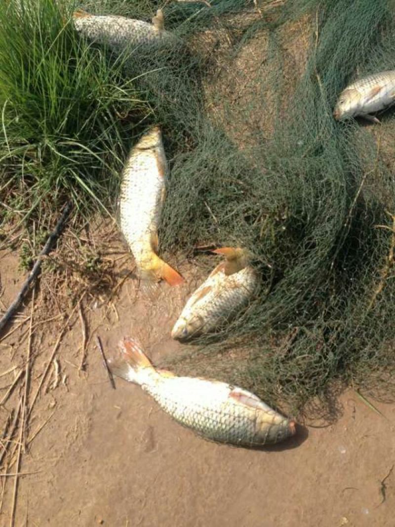 河鲤鱼食用1~2公斤