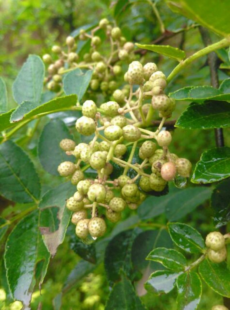 青花椒一级鲜