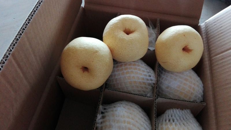 酥梨