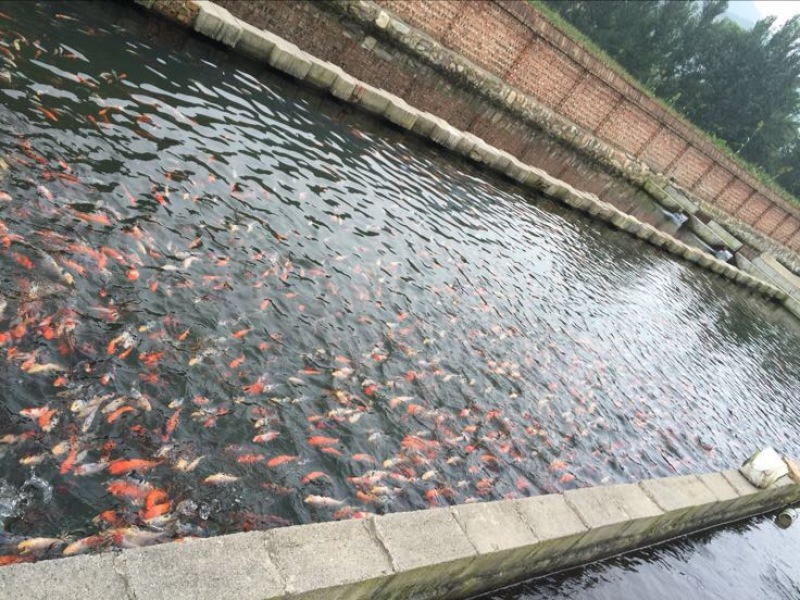 锦鲤