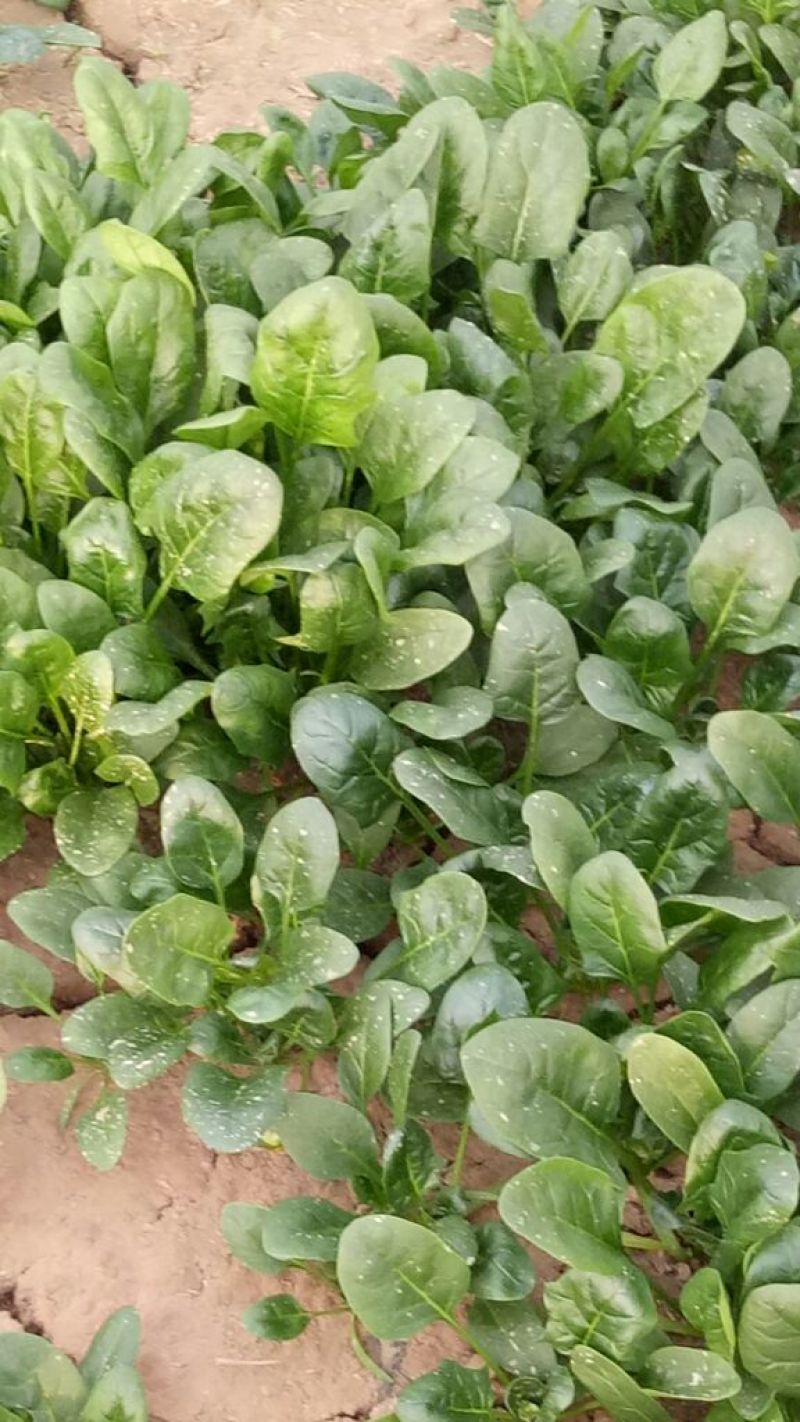 大叶菠菜20~25厘米