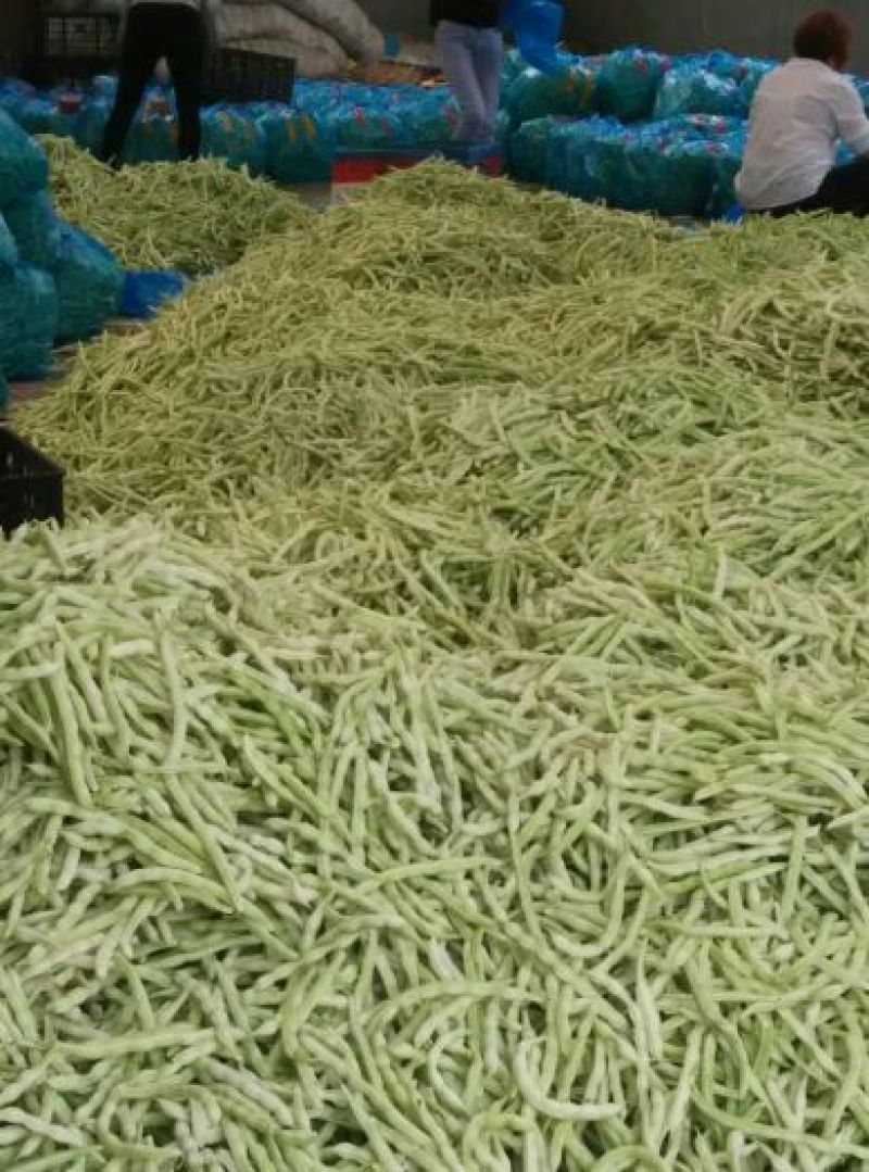山东泰安德兴隆农业优质精品芸豆三万亩温室棚种植区域