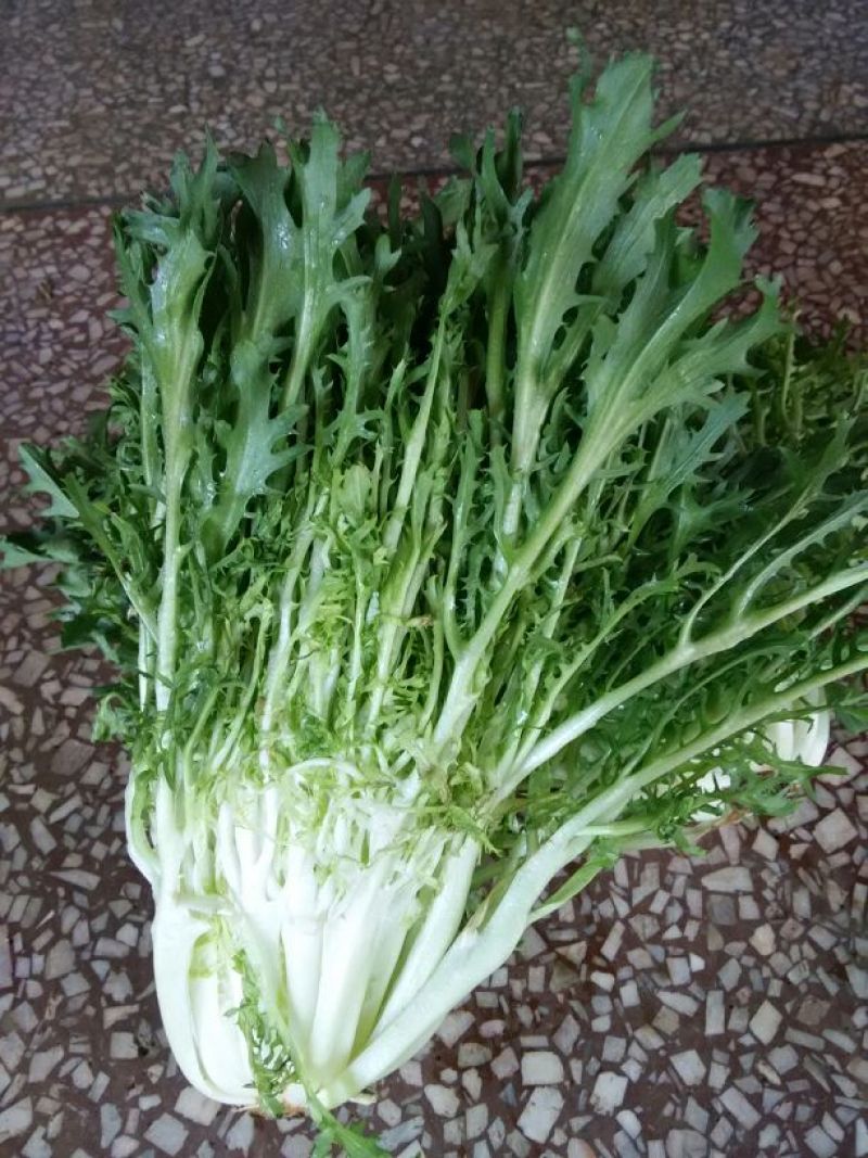 苦菊