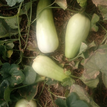 菜瓜20~30cm