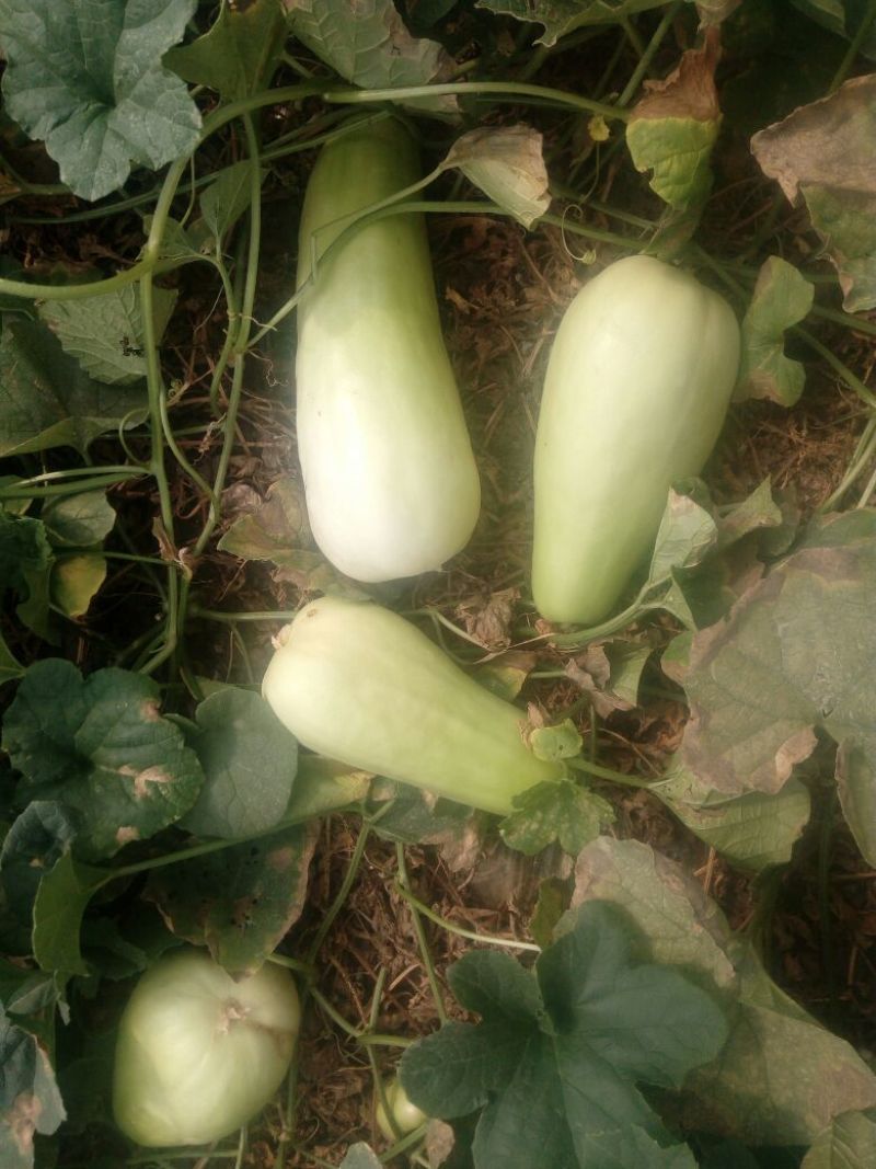 菜瓜20~30cm