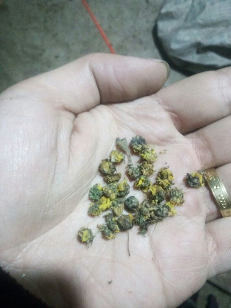 野菊花颗粒