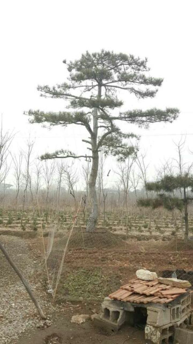 造型松14公分冠幅3米高度3米旺运苗木中心有300棵精