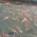 锦鲤鱼苗2~3公斤