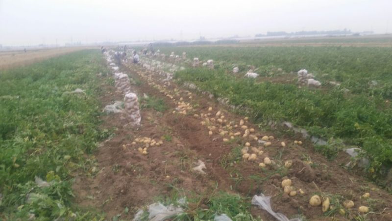 希森六号土豆产区货源精品货诚信代办