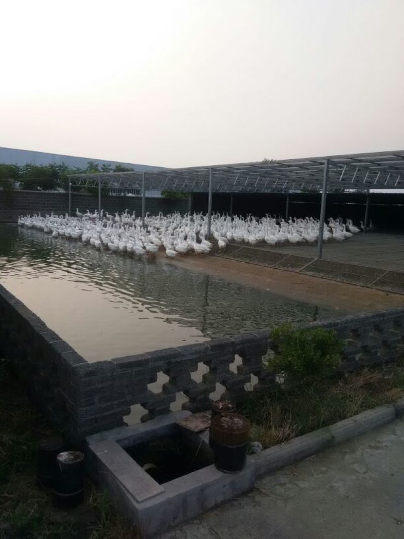 鹅苗250g以下