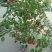 蔷薇花10~20cm