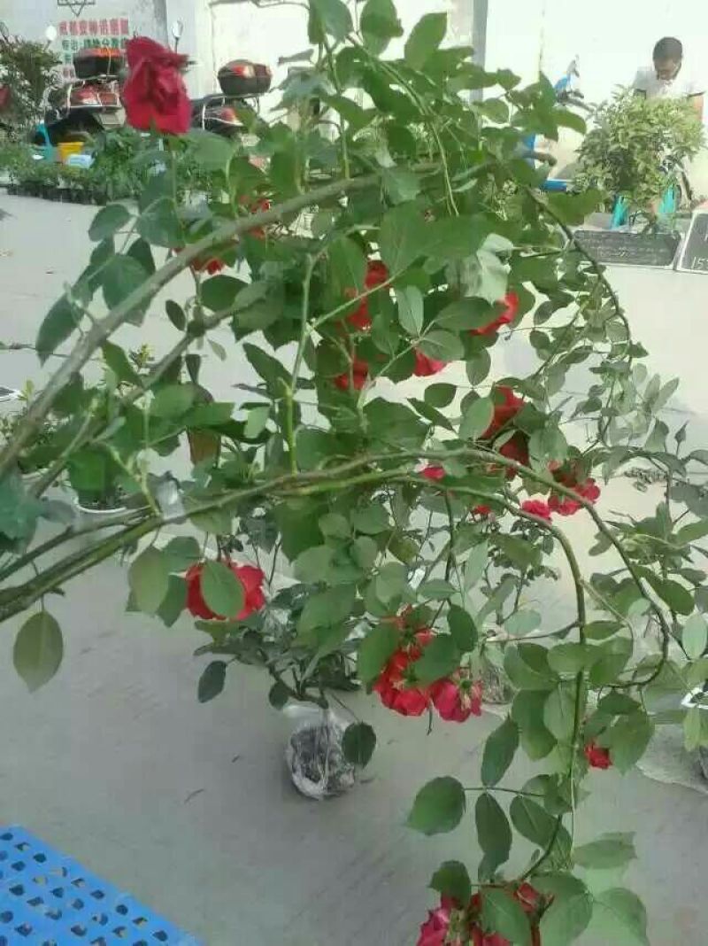 蔷薇花10~20cm