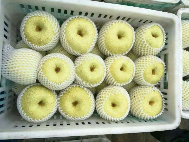 砀山梨300~350g光果