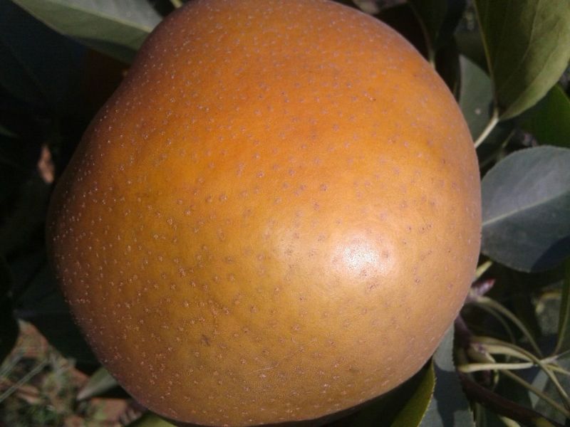 黄金梨450~500g纸袋