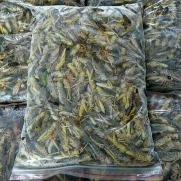 东亚飞蝗食用
