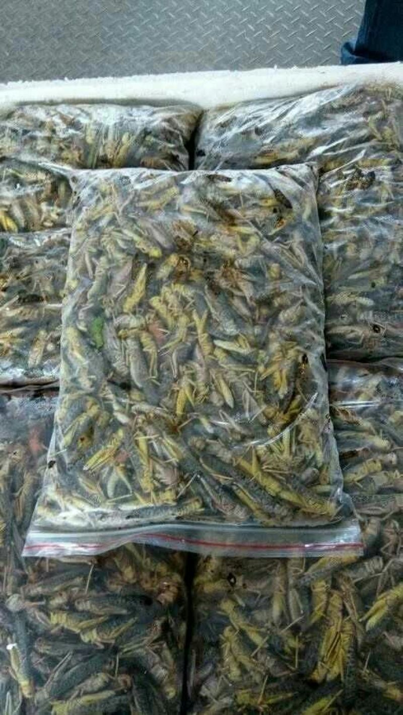 东亚飞蝗食用