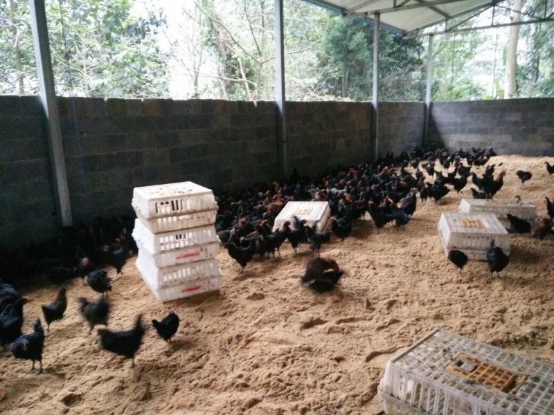 绿壳蛋鸡苗1斤以上
