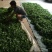 百年大树茶一级
