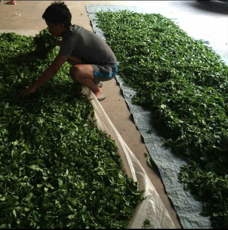 百年大树茶一级