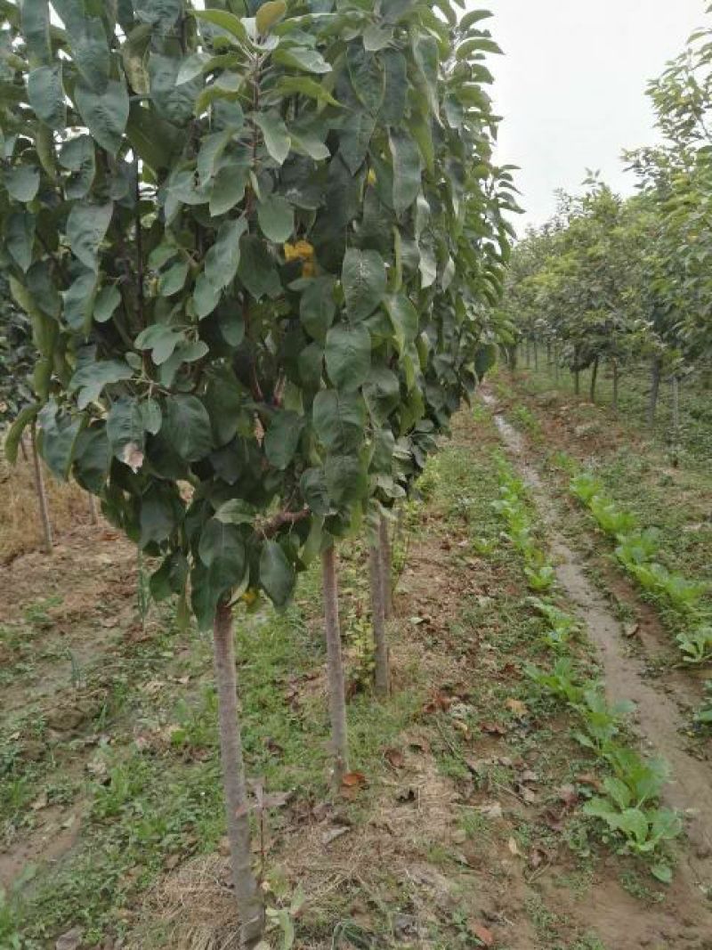 樱花树4cm以下