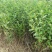 红王子锦带花苗50~80cm包指导包技术包成活