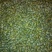 铁皮石斛盆花