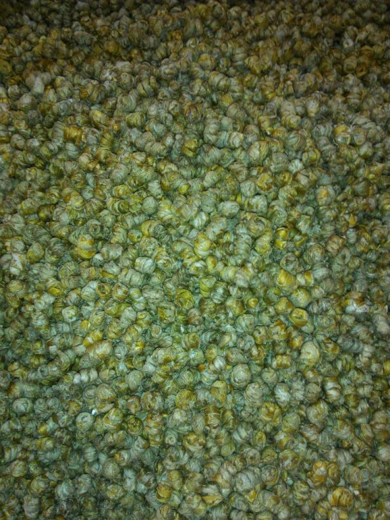 铁皮石斛盆花
