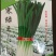 寒绿王韭菜种子，面向全国批发零售，30年专业韭菜育种