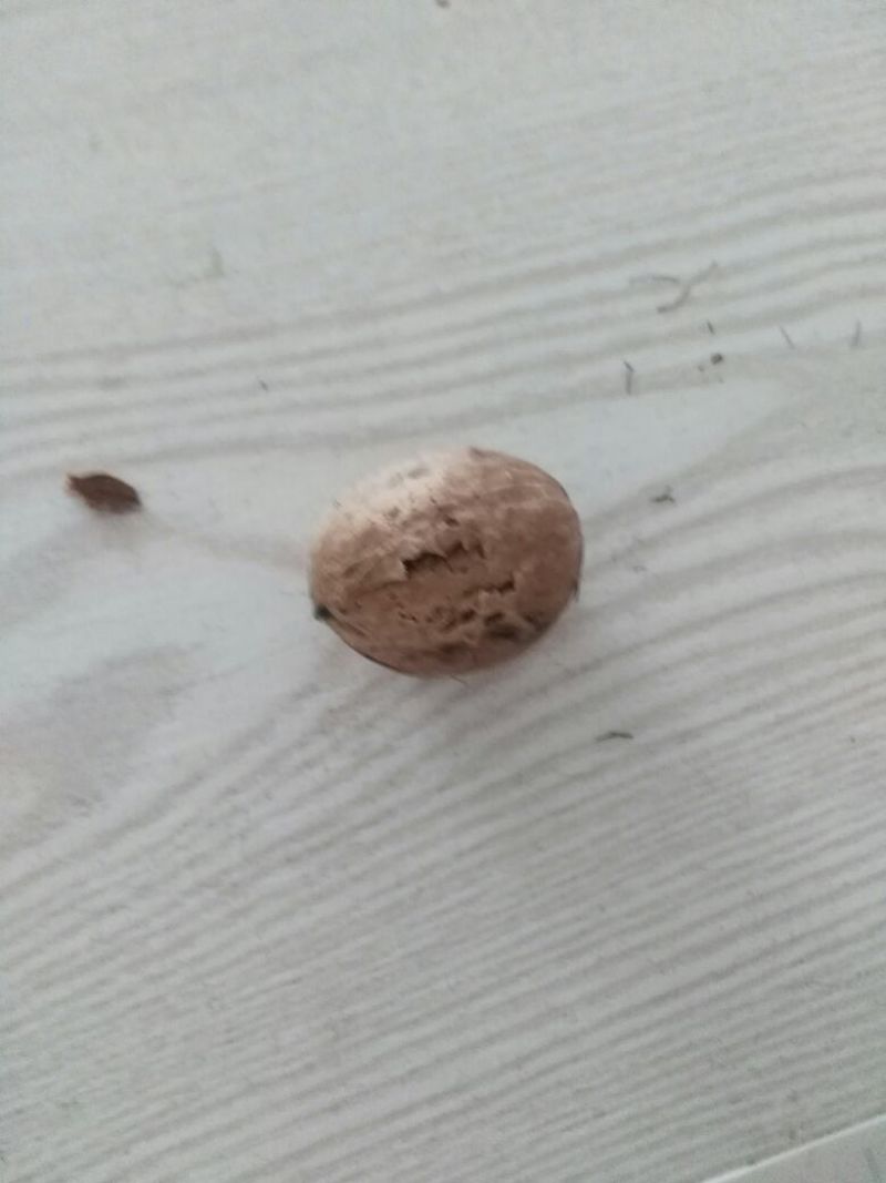 纸皮核桃去皮