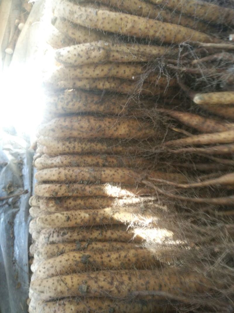 白玉山药3-5厘米通货30~35厘米
