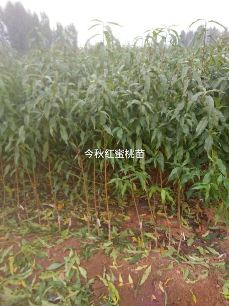 黄桃树苗70~80cm