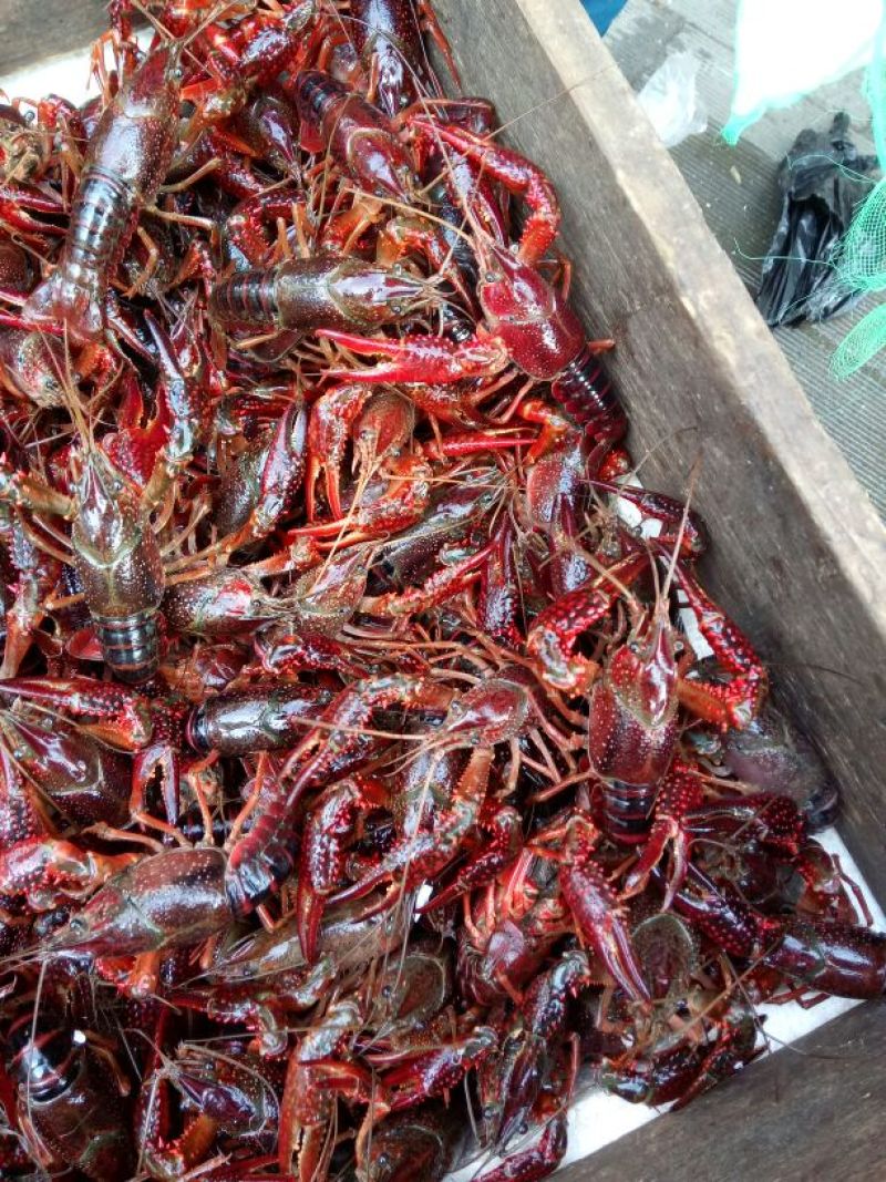 小龙虾食用6~8钱活虾