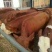鲁西黄牛犊100~200kg