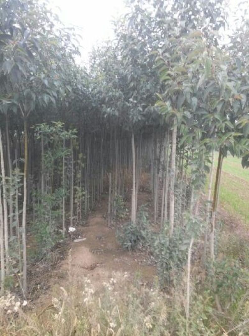 大叶女贞4cm以下